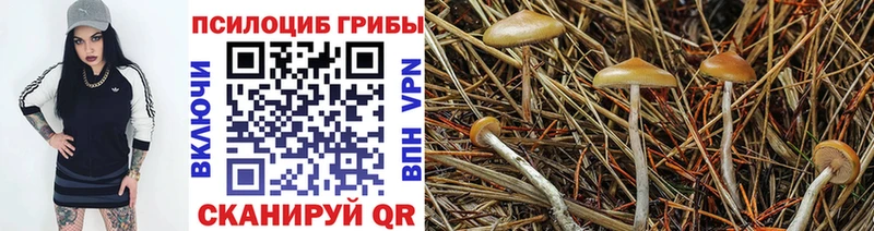 Псилоцибиновые грибы мицелий  наркотики  Тайшет 